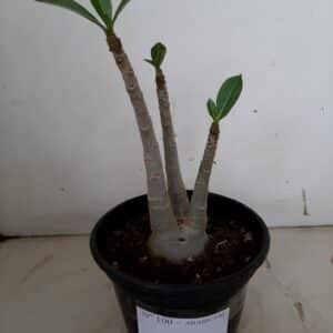 Planta ARABICUM 100 – 20cm – 01 ano