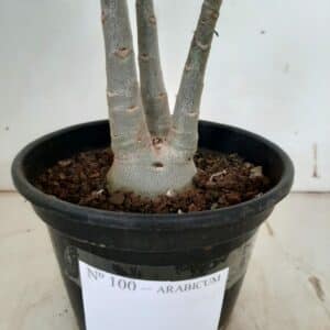 Planta ARABICUM 100 – 20cm – 01 ano