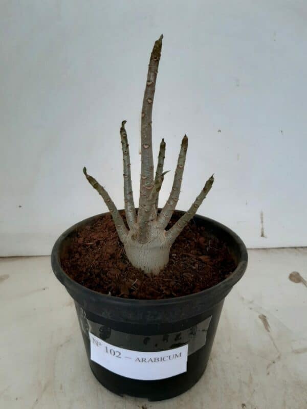 Planta ARABICUM 102 – 20cm – 01 ano