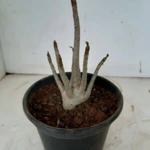 Planta ARABICUM 102 – 20cm – 01 ano