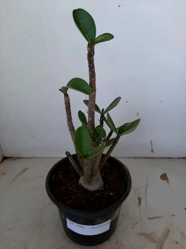 Planta ARABICUM 106 – 22cm – 01 ano