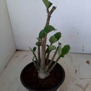 Planta ARABICUM 106 – 22cm – 01 ano