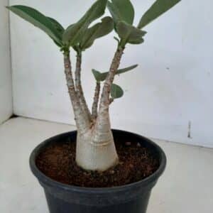 Planta ARABICUM 109 – 20cm – 01 ano