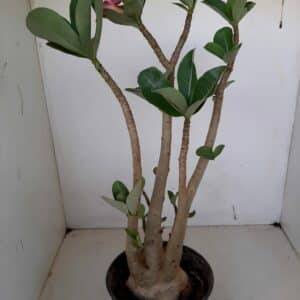 Planta ARABICUM 111 – 40cm – 03 anos