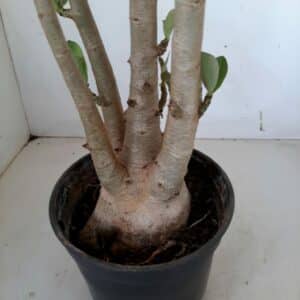 Planta ARABICUM 111 – 40cm – 03 anos