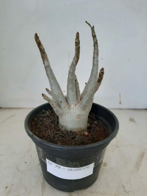 Planta ARABICUM 79 – 20cm – 01 ano