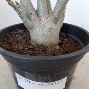 Planta ARABICUM 79 – 20cm – 01 ano
