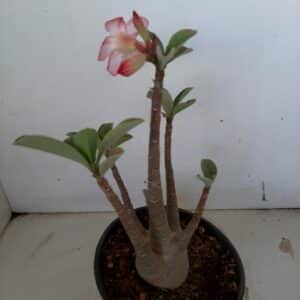 Planta ARABICUM 81 – 25cm – 02 anos