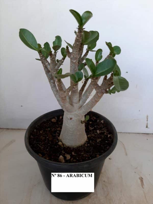 Planta ARABICUM 86 – 20cm – 01 ano