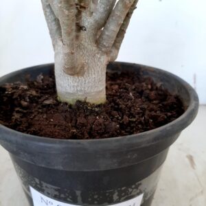 Planta ARABICUM 88 – 20cm – 01 ano