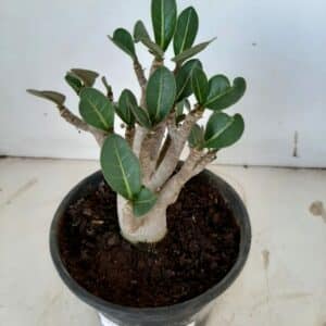 Planta ARABICUM 88 – 20cm – 01 ano