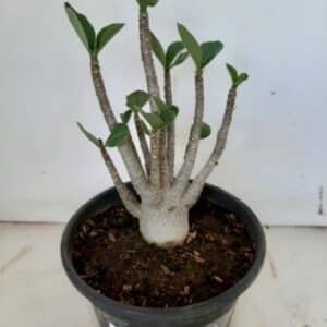 Planta ARABICUM 90 – 20cm – 01 ano
