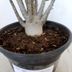 Planta ARABICUM 90 – 20cm – 01 ano