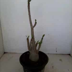 Planta ARABICUM 91 – 03cm – 02 anos