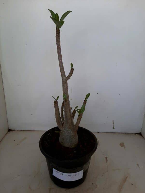 Planta ARABICUM 91 – 03cm – 02 anos