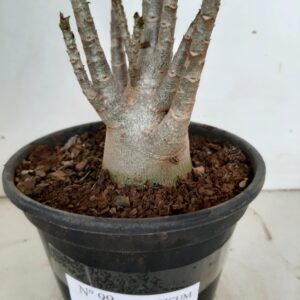Planta ARABICUM 99 – 22cm – 01 ano
