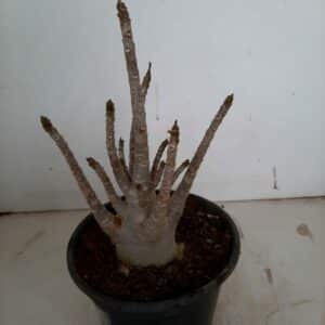 Planta ARABICUM 99 – 22cm – 01 ano