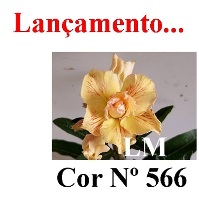 ENXERTO COR LM 566