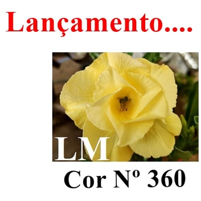 ENXERTO COR LM 360
