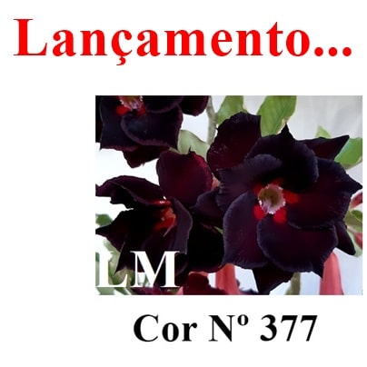 ENXERTO COR LM 377