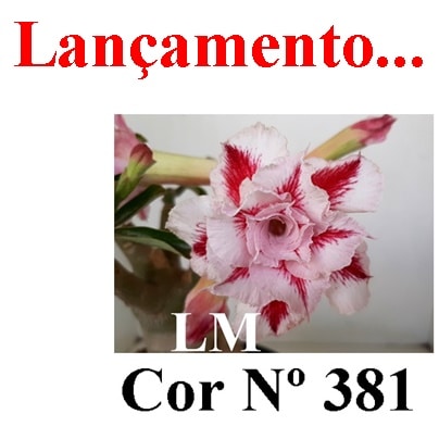 ENXERTO COR LM 381