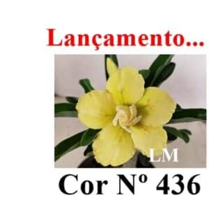 ENXERTO COR LM 436