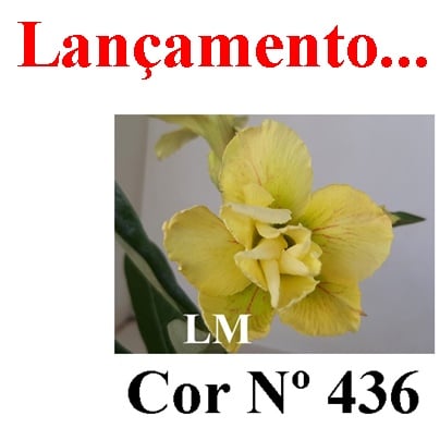 ENXERTO COR LM 436