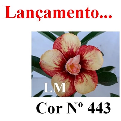 ENXERTO COR LM 443