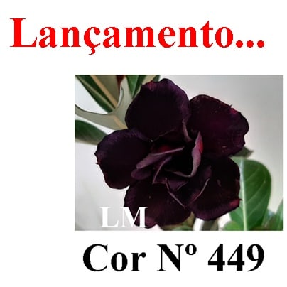 ENXERTO COR LM 449