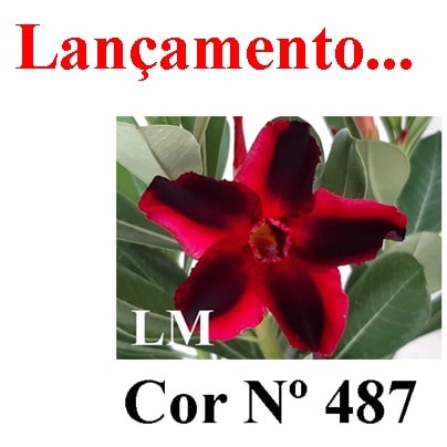 ENXERTO COR LM 487