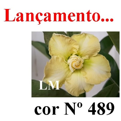 ENXERTO COR LM 489