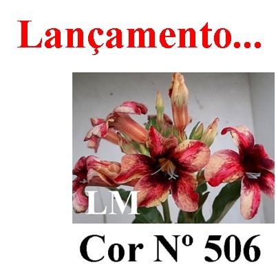 ENXERTO COR LM 506