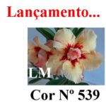 ENXERTO COR LM 539