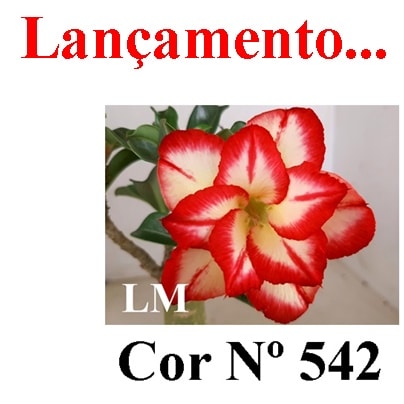 ENXERTO COR LM 542