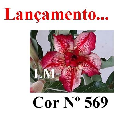 ENXERTO COR LM 569