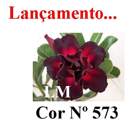 ENXERTO COR LM 573