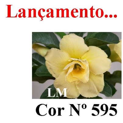 ENXERTO COR LM 595