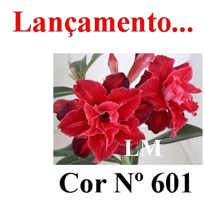 ENXERTO COR LM 601