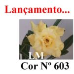 ENXERTO COR LM 603