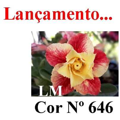 ENXERTO COR LM 646
