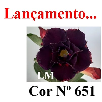 ENXERTO COR LM 651