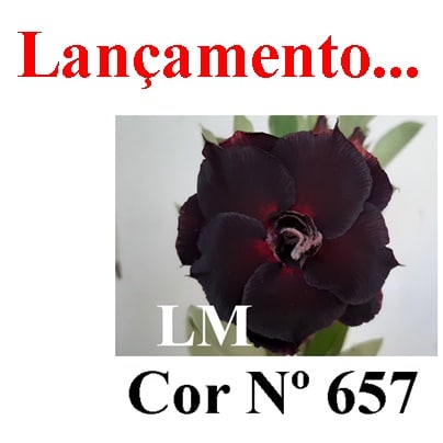 ENXERTO COR LM 657