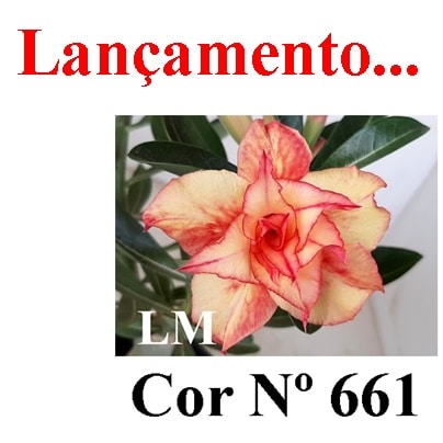 ENXERTO COR LM 661