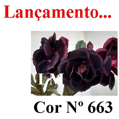 ENXERTO COR LM 663