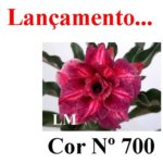 ENXERTO COR LM 700