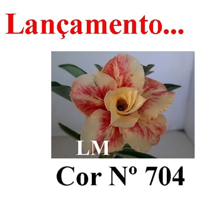 ENXERTO COR LM 704