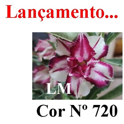 ENXERTO COR LM 720
