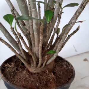 Planta Dobrada 1000 – 35cm – 03 anos