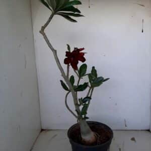 Planta Dobrada 1001 – 40cm – 03 anos