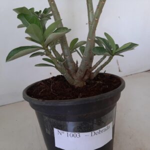 Planta Dobrada 1003 – 30cm – 02 anos